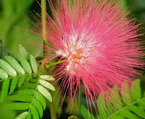 Albizia saman | Five Oclock Rain Tree | Monkeypod | Mimosa | 5_Seeds