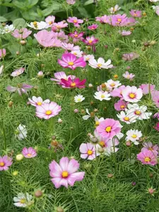 200 pcs Persian chrysanthemum seeds for easy planting outdoor home garden flower seeds gardening supplies