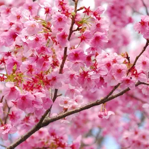 30+ Cherry Blossom Tree Seeds: Rare Japanese Bonsai-ready Heirloom Garden Seeds for Unique Landscaping