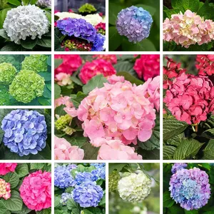 Mixed Color Hydrangea Seeds for Planting, Hydrangea macrophylla Giant Snowball Hydrangea Fast Growing Shrub, Flower Plant Wedding, Outdoor Garden - Potted Plants