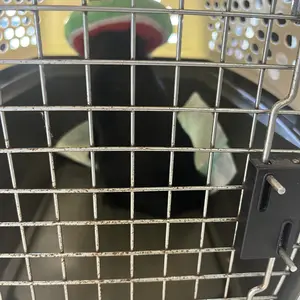 2 Pack Adjustable Cat Cone Collar - Under 7 lbs Soft, Cute Recovery Collar for Kittens After Surgery (Watermelon/Orange) - Home Improvement.