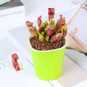 Sarracenia 'Conch' Pitcher Plant - Exotic Look Carnivorous Plant, Beginner-Friendly Insect Trap with Tubular Form for Home Gardening