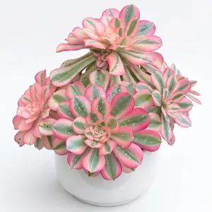Aeonium Pink Witch Variegated Cluster, Fully Rooted Live Succulent Plant, Nursery Grown Live Houseplant, Low Maintenance Tree Houseleek for Indoor Outdoor Home Office Windowsill Decor