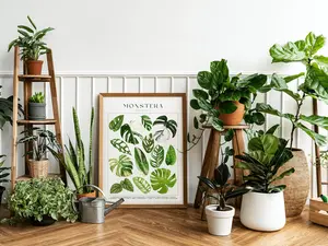 [UNFRAMED POSTER] MONSTERA Plant Poster, House Plant Identification, Plant Lover Gift, Botanical Wall Art, Plant Decor Floral Picture