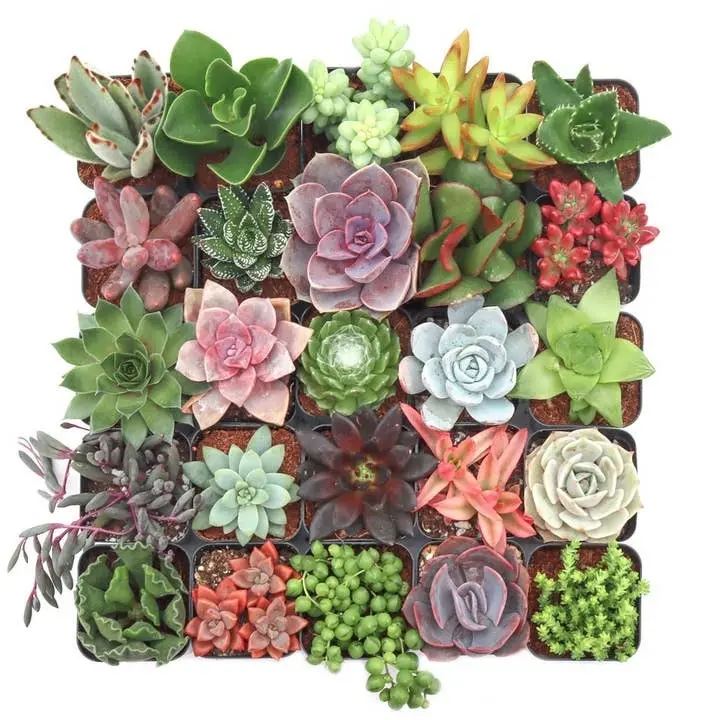 Assorted Succulents Pack