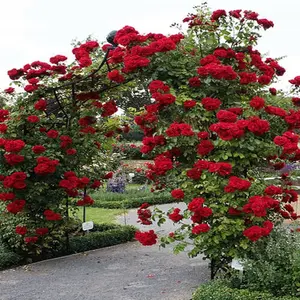 200 pcs Red Climbing Rose Seeds Flower Bush Perennial Shrub Flowers Seed for Planting Outdoor