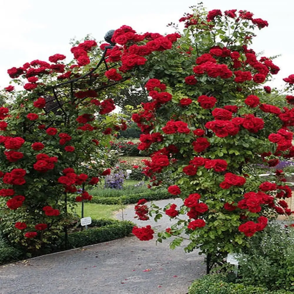 200 pcs Red Climbing Rose Seeds Flower Bush Perennial Shrub Flowers Seed for Planting Outdoor