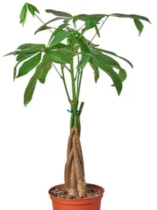4" Money Tree 'Guiana Chestnut Pachira Braid Plant