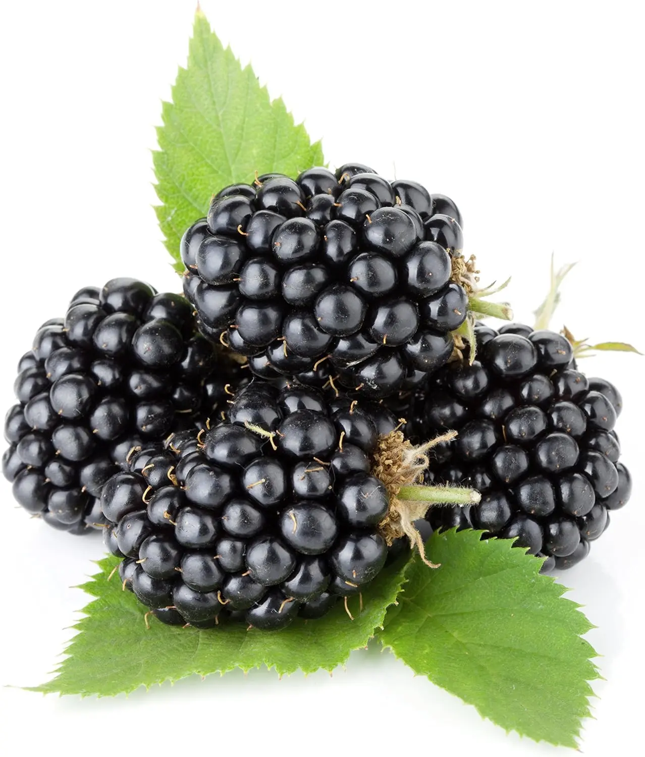 Kiowa Blackberry by Wellspring Gardens - Easy-to-Grow, Self-Fertile, Large Berries, Long-Lasting, Vibrant
