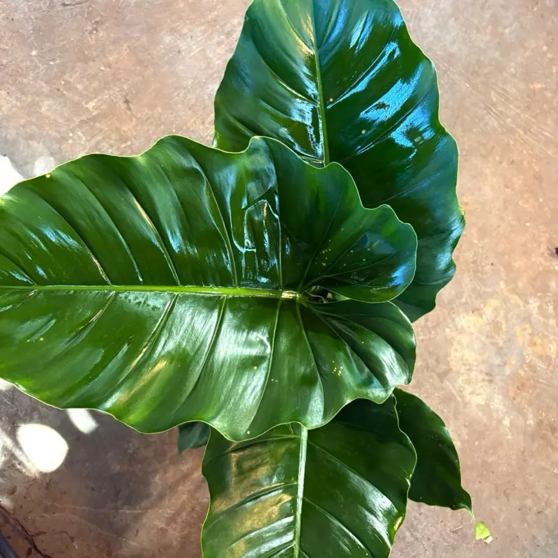 Philodendron Jungle Fever Pot 6 - New Arrival Easy Care Tropical Plant for  Indoor Enthusiasts Minimal Attention Required Enhance Your Living Space  Today - TikTok Shop