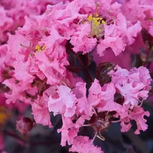Green River 20 Shell Pink Crape Myrtle Seeds - Crape Myrtle Flower Seed Pack, Drought-Tolerant Bark, Summer Landscape Bloom, Perennial Tree Accent for Garden Color