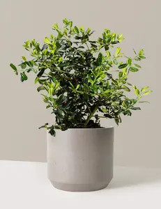 Nellie Stevens Holly