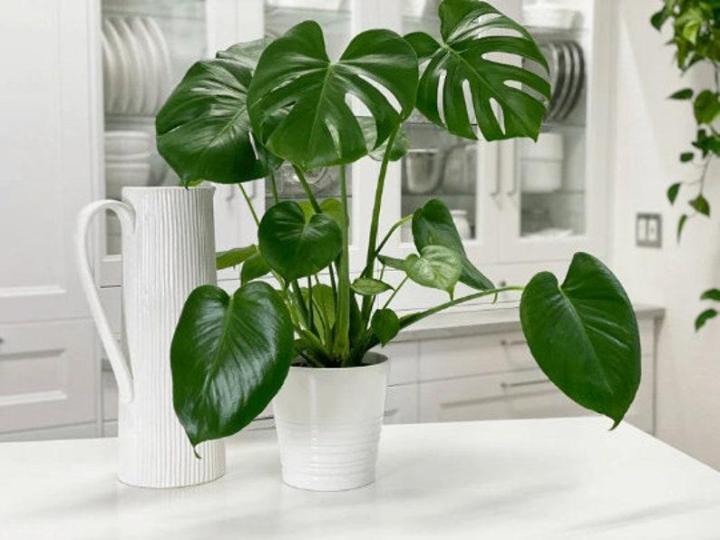 Monstera Deliciosa Cutting Tropical Split Leaf Plant | Indoor & Outdoor Live Houseplant | Rooted Easy Care Starter Plant