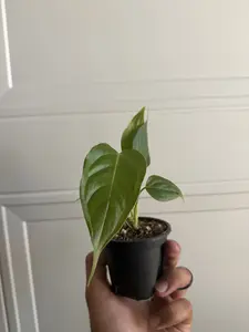 Anthurium Veitchii