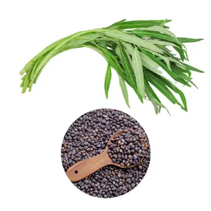 600 Premium Kangkong Seeds - Ong Choy - Rau Muong - Kong Xin CAI Seeds | High 97% Germination | Non-GMO | Vegetable Seeds for Planting | Made in USA