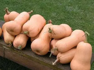 Waltham Butternut Squash - 30+ seeds