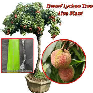 Small living lychee tree, self-pollinating tropical fruit tree, suitable for patios, pots and gardens, sweet and fruity.
