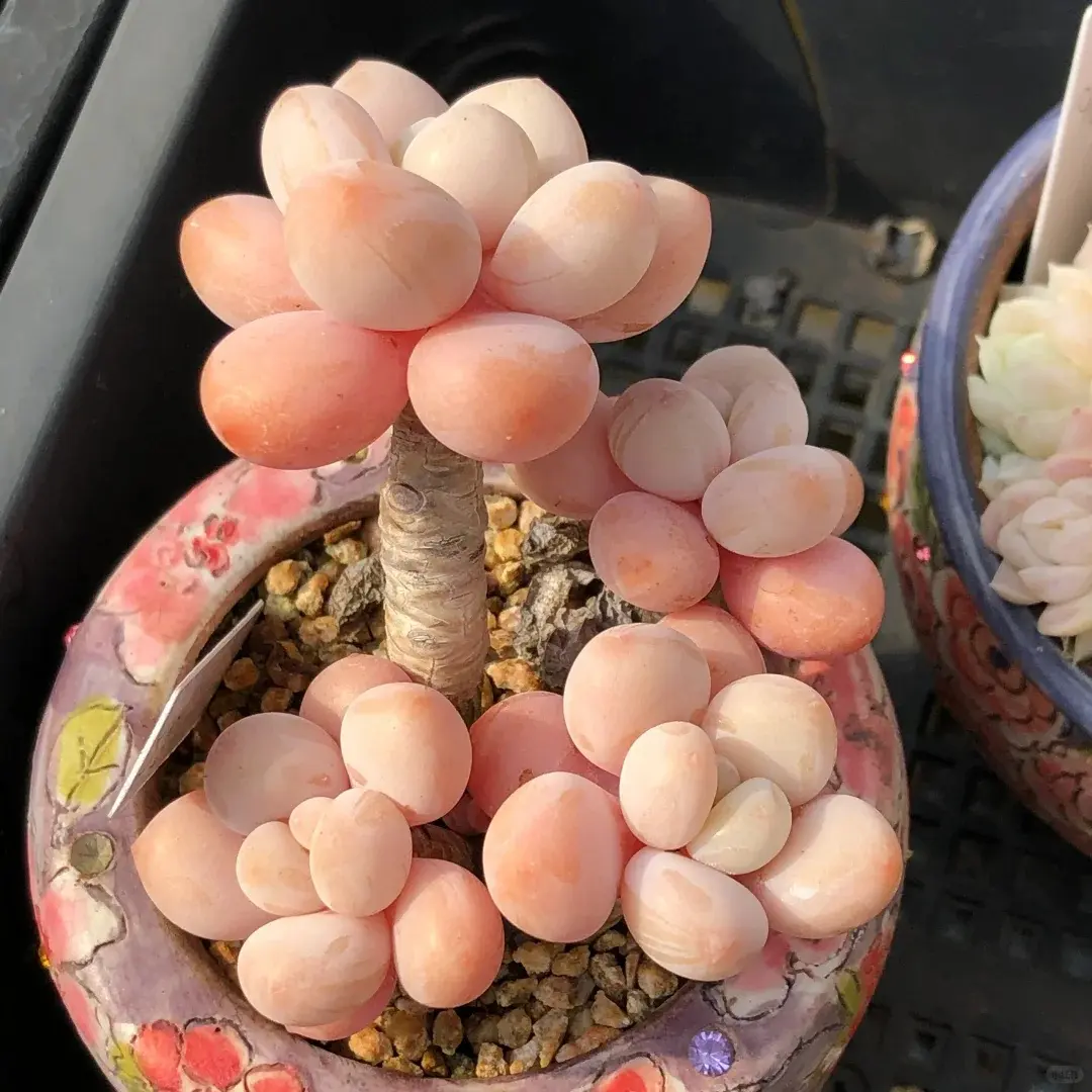 2 Inch Live Lavender Pebbles Succulent, Easy Care Plant, Beautiful decoration, suitable for balcony, room, kitchen, indoors and outdoors