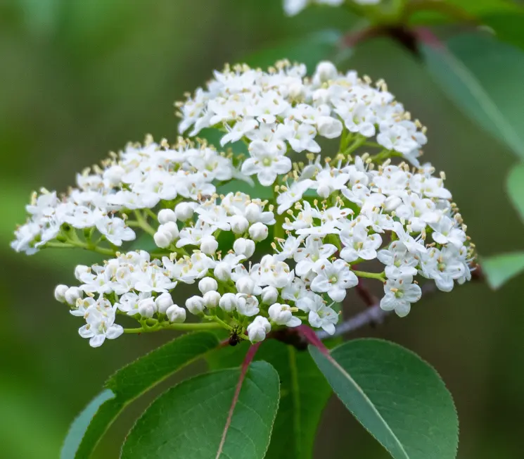 Blackhaw Viburnum Live Plant 6-12" Tall in Inch Pot - Viburnum Prunifolium - Flowering Shrub - Ornamental Plant Outdoor Garden