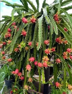 Dragon Fruit plant - 'Edgar's Baby - (HYLOCEREUS HYBRID) Starter Live plant  3"-8"