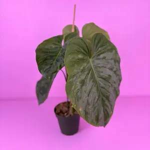 RARE Philodendron Majestic 4” | Velvet Philodendron Hybrid | Rare Houseplant
