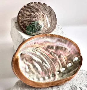 Hand-Painted Abalone Shell