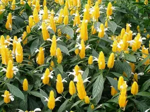 Yellow Golden Shrimp Starter Live Plant - Justicia brandegeana-Pachystachys Lutea 2" to 5" Tall.