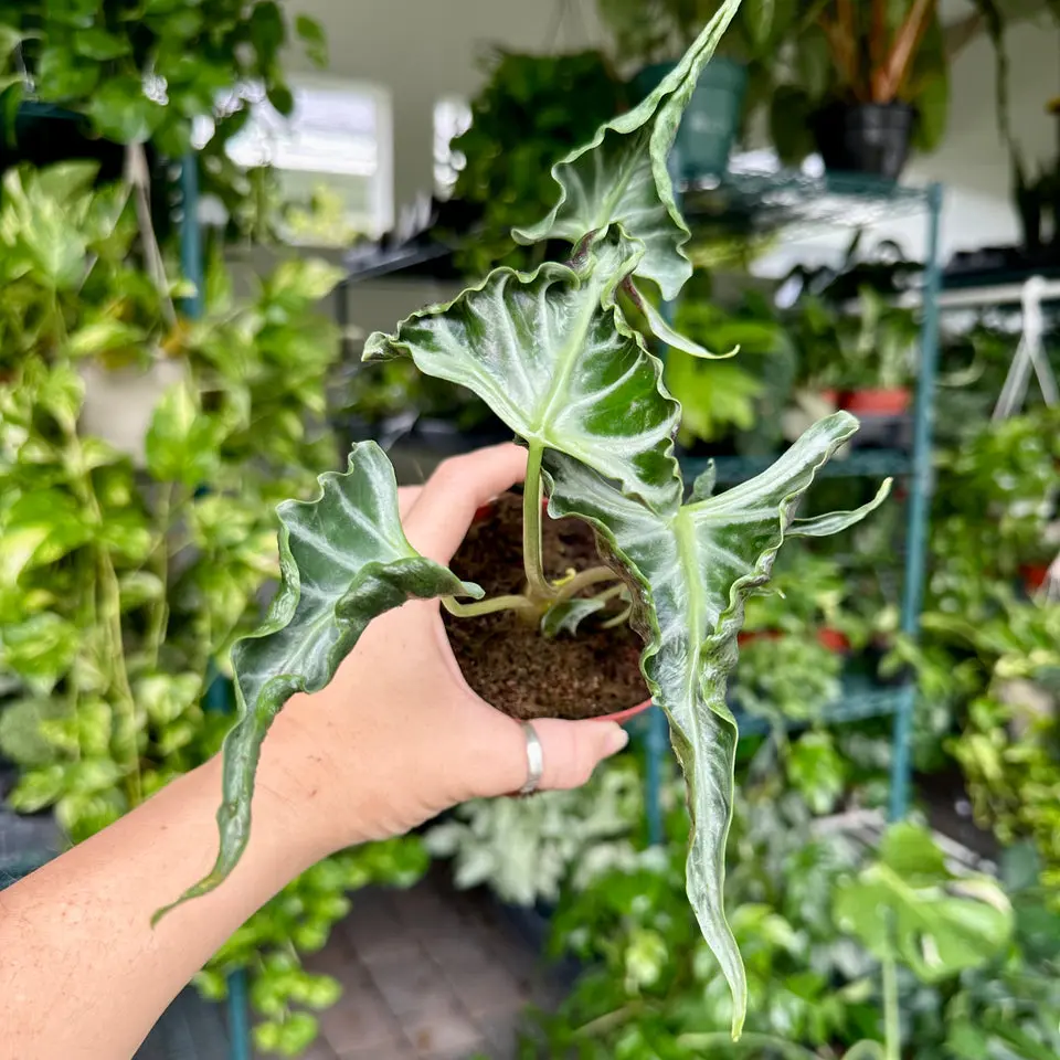 Alocasia Loco - 4" pot