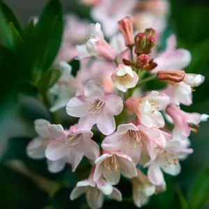 Bloombux® Blush Rhododendron