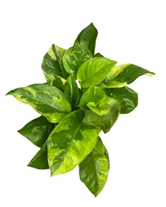 4" Pothos Monet Sol – Live Plant