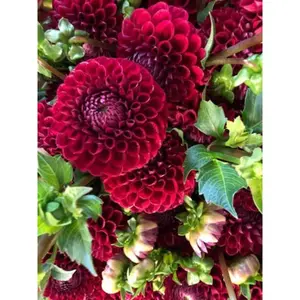 Green River 25 Pcs Cornel Dahlia Seeds - Flower Seed Pack, Ball-Shaped Blooms, Perennial Cut Flower Favorite, Vibrant Garden Staple With Strong Stems