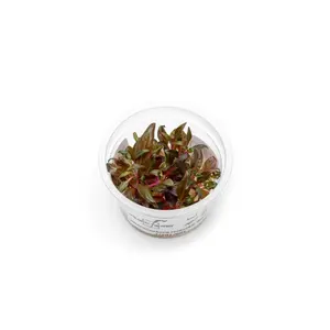 Tissue Culture Alternanthera Reineckii 'Mini' Aquatic Plant for Home Aquarium Supplies