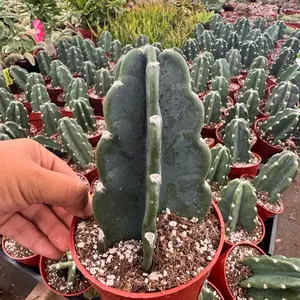 Cuddly Cactus Cereus Jamacaru choose 4 or 6 inch pot