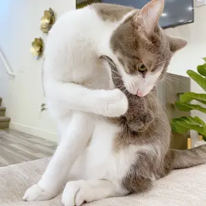 Eco-friendly Wool Felt Cat Toy