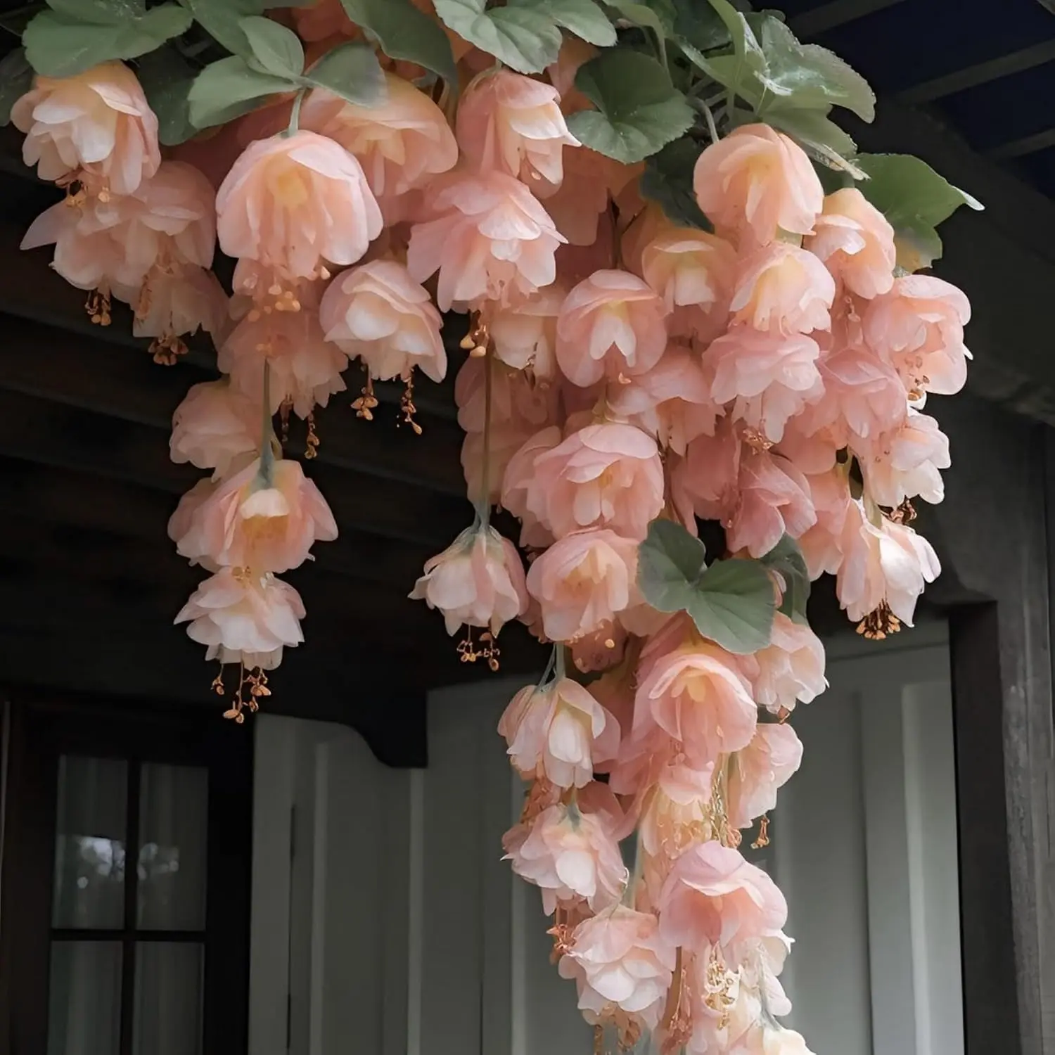 Mixed Weeping Begonia Flower Seeds for Garden Planting Hanging Begonia Flowers Cascading Blooms Perennial Ornamental Plants Easy Growing Heirloom Seeds Indoor Outdoor Home Garden Baskets And Decorative Pots