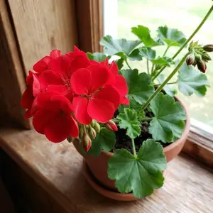 400 Pcs Geranium Flower Seeds for Planting Outdoor-Perennial Eustoma Cut Flower Plant Garden Home Ornamental Non-GMO