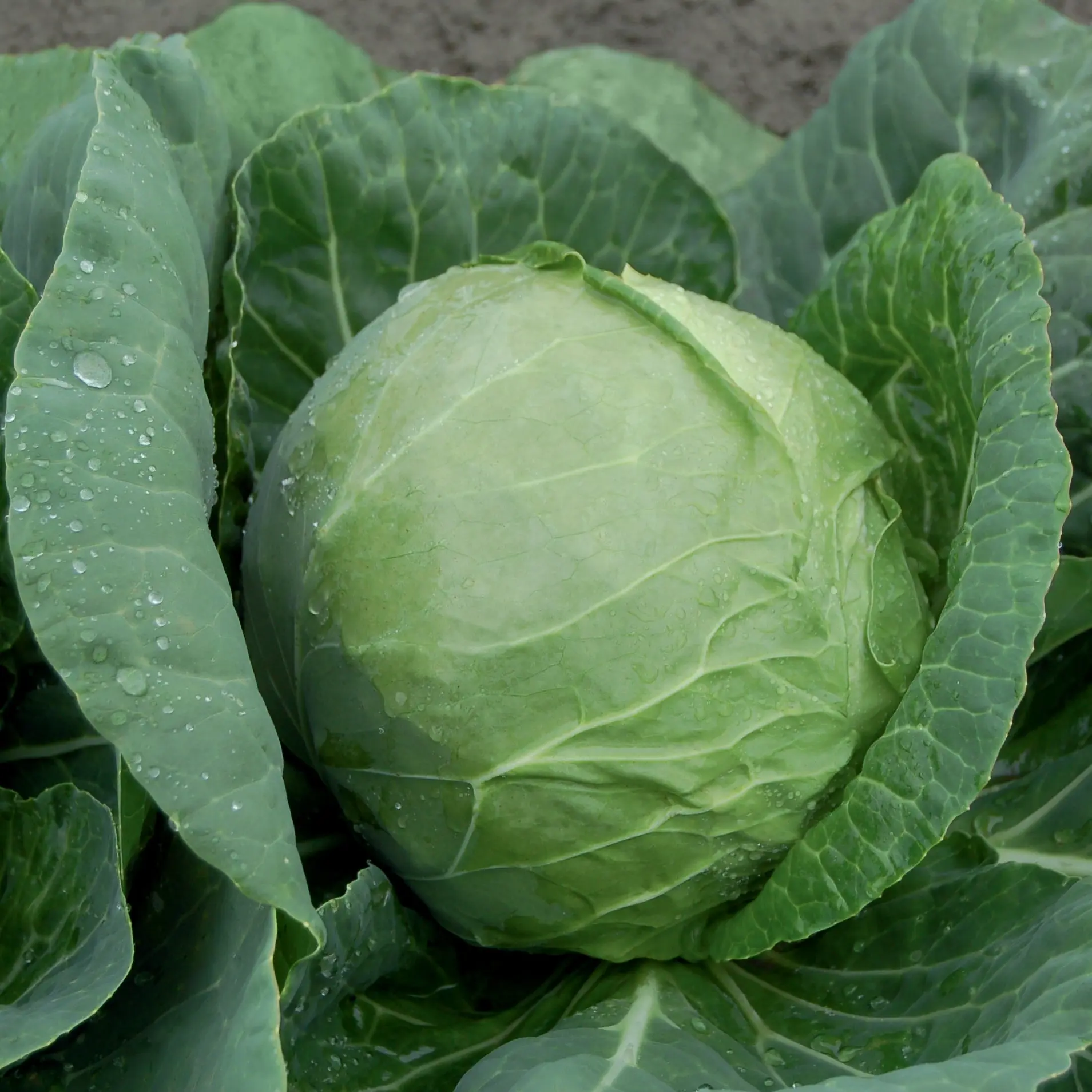 Katarina F1 Cabbage