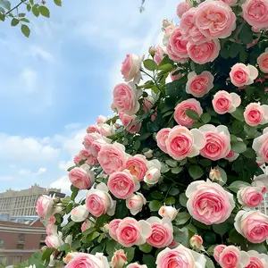 Cold-Hardy Fragrant Climbing Hydrangea & Rose Seeds Combo | Random Colors | Outdoor Garden Plants