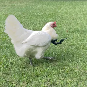Chicken Arms with Toy Cowboy Guns to Protect the Flock
