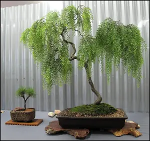Live Dwarf Australian Weeping Willow Bonsai Tree - Fast Growing, Indoor/Outdoor Bonsai Material Visit the CZ Grain Store