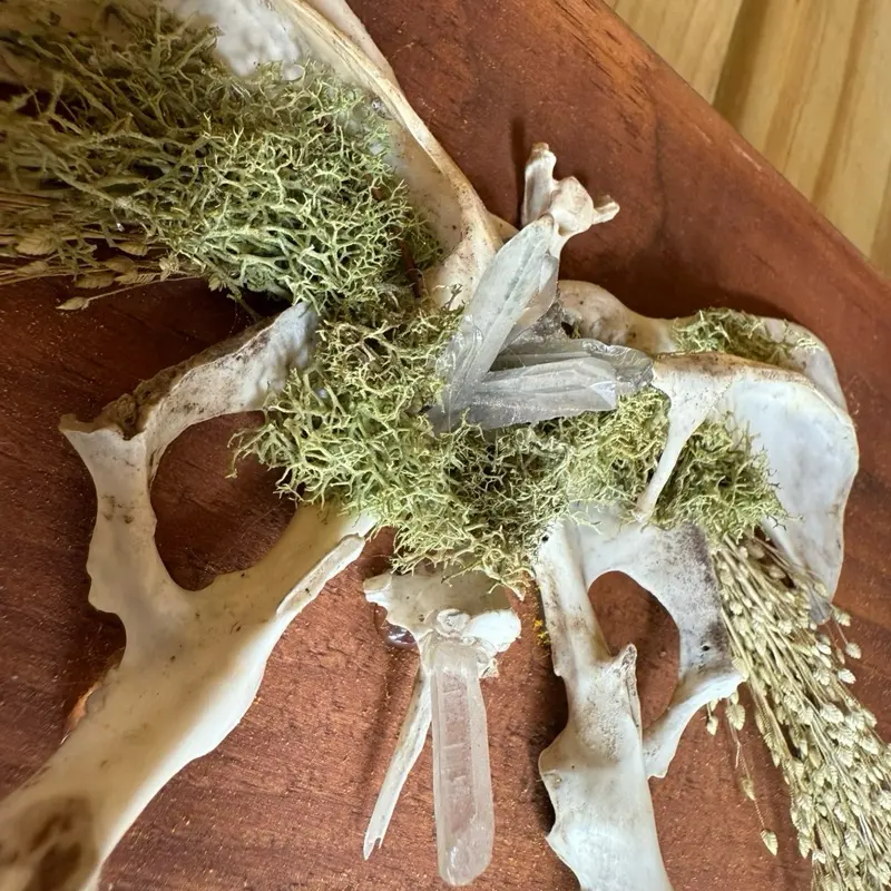 Butterfly Skeleton
