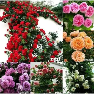 200pcs Climbing Rose Seeds | Fast-Growing Perennial Vines for Fences, Trellises & Garden Beautification