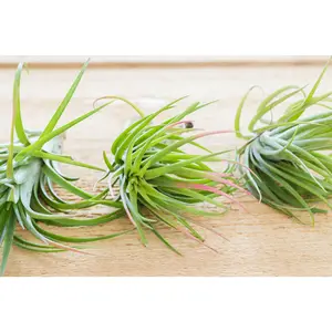 Tillandsia Brachycaulos X Ionantha 'Victoriana' Air Plants [3 Pack]