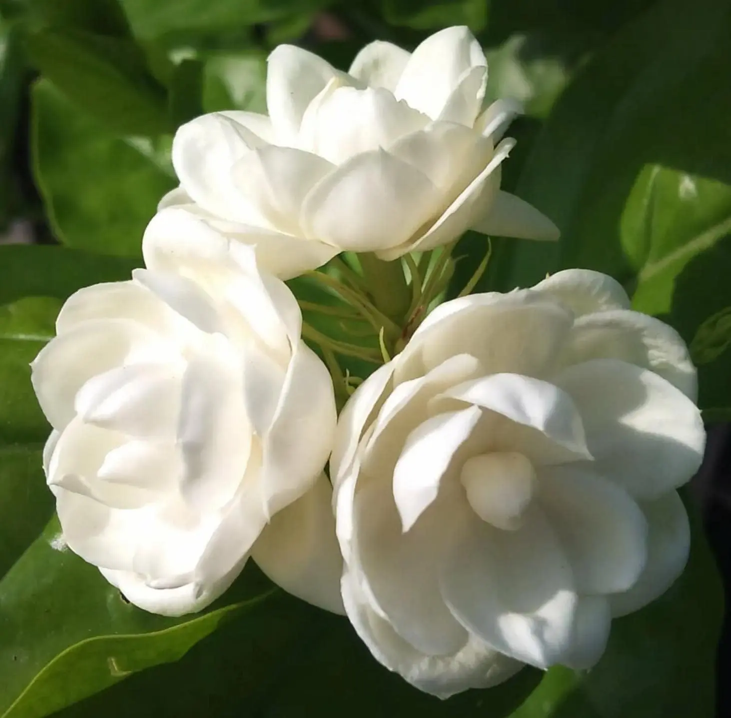 Silver Jasmine Garden Balcony Climbing Flower Seeds - Fragrant Non-GMO Plants for Year-Round Gardening in Warm Climates
