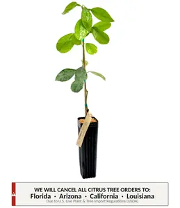 Pomelo Tree | No Ship CA AZ LA FL | US Citrus Nursery | Produces Sweet Mild Low Acid Fruit, Juicy Light Red Flesh, Natural Live Grafted Citrus Plant, Indoor Outdoor Fruit Tree