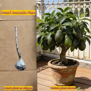 Dwarf Avocado Tree – Bare Root, Healthy Roots, Easy to Grow, Perfect for Ground or Pot