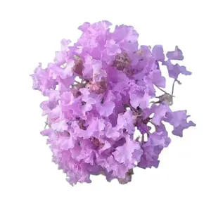Green River 20 Musgrove Crape Myrtle Seeds - Crape Myrtle Tree Seeds Flower Seed Pack, Drought-Resistant Bark, Summer Garden Accent, Perennial Colorful Clusters