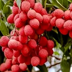 Lychee Mauritius fruit tree