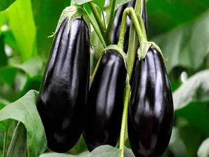 Black Beauty Eggplant Seeds