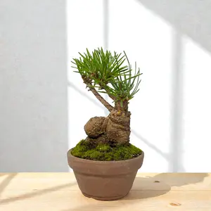 Precious Japanese Black Pine Bonsai Tree - Mini Pinus Thunbergii,Indoor Live Plant with Clay Pot,Green Plant Lover Gift for Home,Gardens Decoration